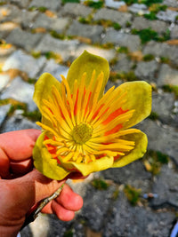 15 TULIP POPLAR TREE Yellow Flower Liriodendron Tulipifera Whitewood Seeds