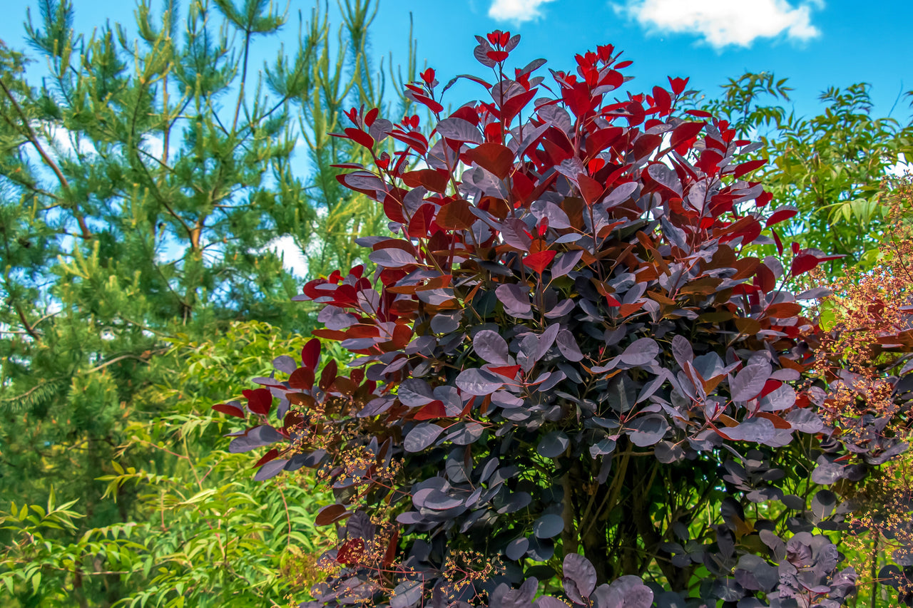 30 PURPLE SMOKE TREE Shrub Smokebush Cotinus Coggygria Rhus Cotinus Sumach Seeds