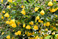 30 Mixed Colors FLOWERING MAPLE (Chinese Bell Flower) Abutilon Hybridum Shrub Bush Small Tree Seeds