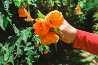 30 Mixed Colors FLOWERING MAPLE (Chinese Bell Flower) Abutilon Hybridum Shrub Bush Small Tree Seeds