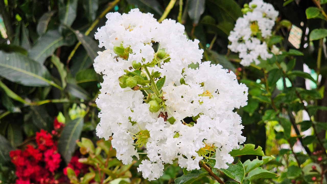 35 WHITE CREPE MYRTLE Lagerstroemia Indica Flowering Shrub Bush Small Tree Seeds
