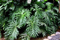 15 Lacy TREE PHILODENDRON Split Leaf Cut-leaf Selloum House Plant Seeds
