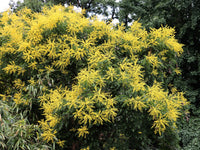 10 GOLDEN RAIN TREE Goldenrain Koelreuteria Paniculata Yellow Flower Seeds