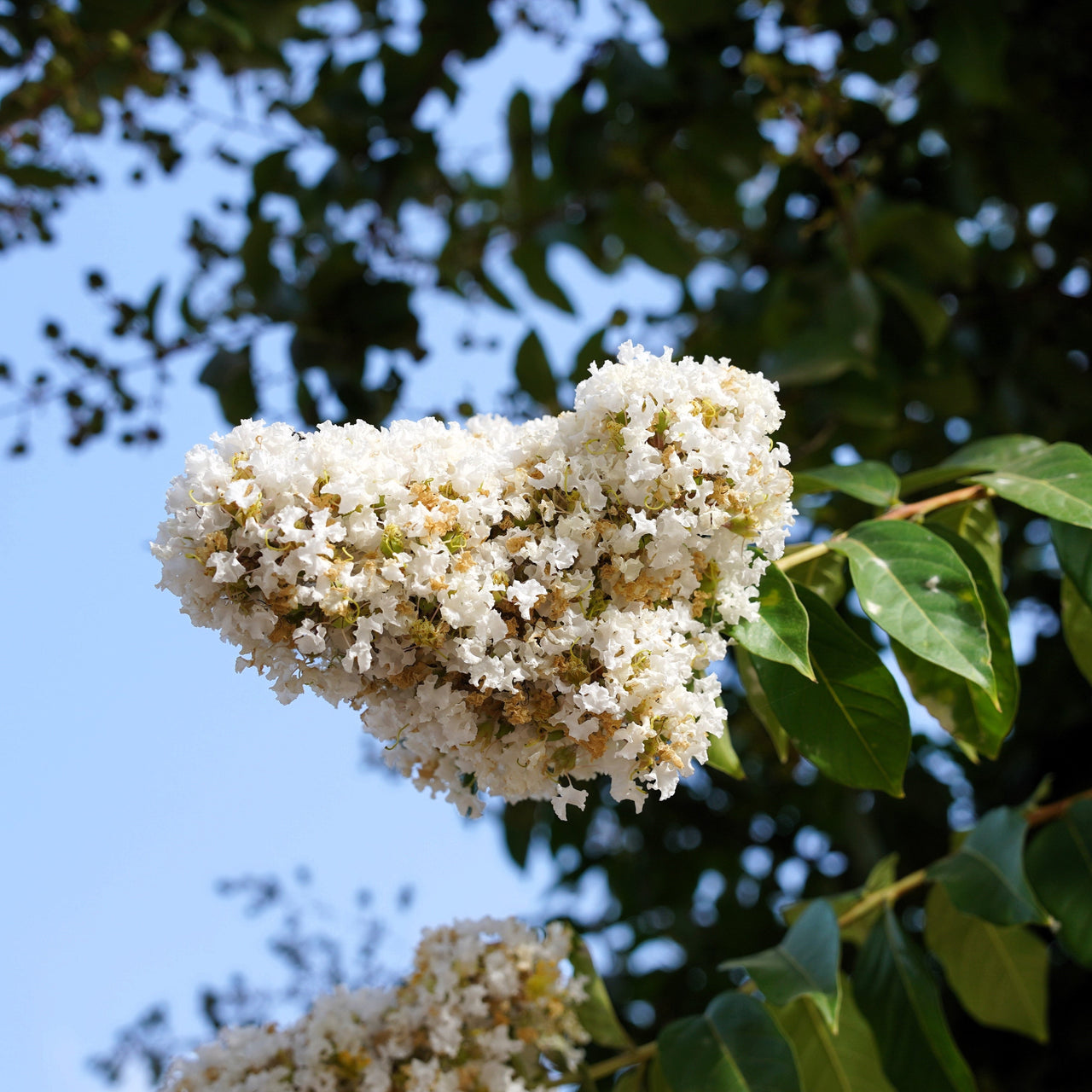 35 WHITE CREPE MYRTLE Lagerstroemia Indica Flowering Shrub Bush Small Tree Seeds