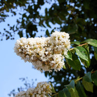 35 WHITE CREPE MYRTLE Lagerstroemia Indica Flowering Shrub Bush Small Tree Seeds