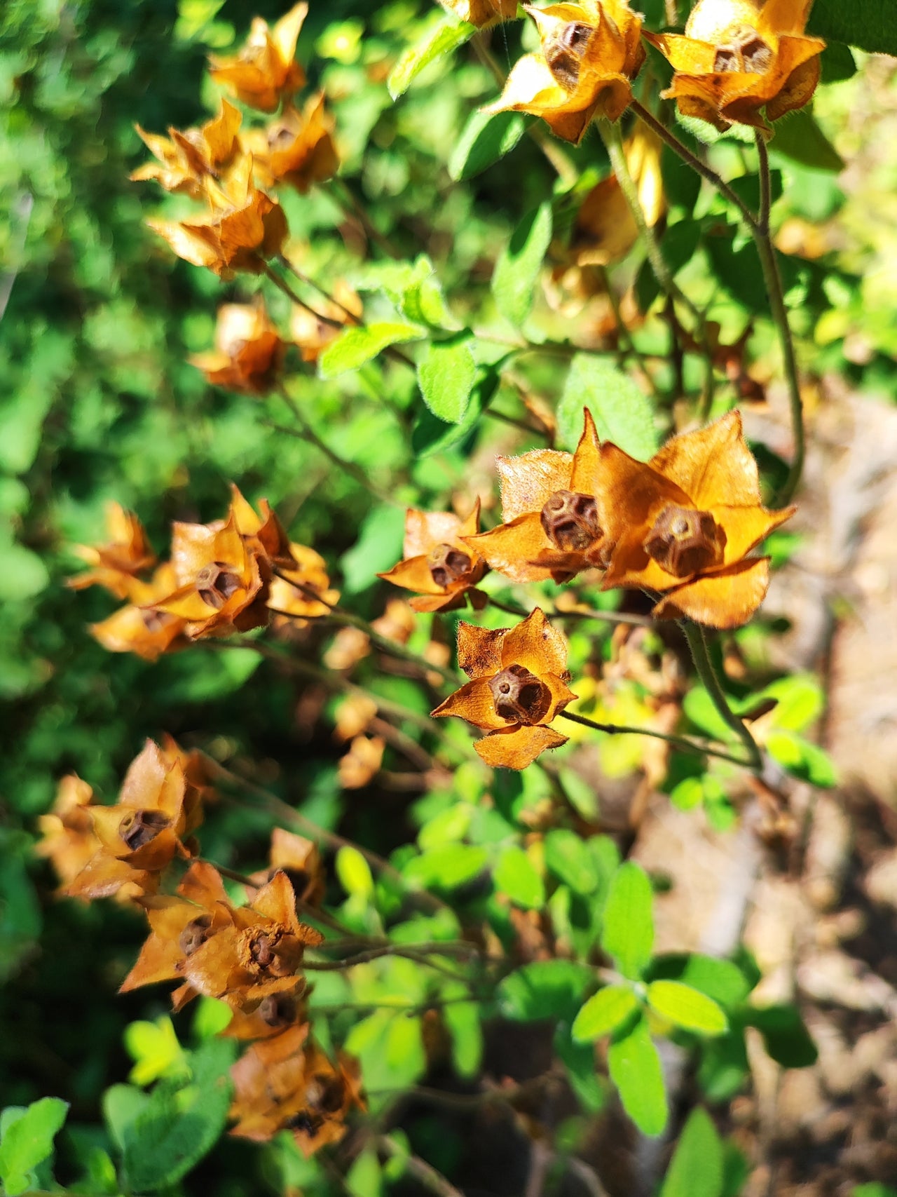 1000 Yellow SEEDBOX (Bushy Water Primrose / Rattlebox / False Loosestrife) Ludwigia Alternifolia Flower Seeds
