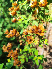 1000 Yellow SEEDBOX (Bushy Water Primrose / Rattlebox / False Loosestrife) Ludwigia Alternifolia Flower Seeds