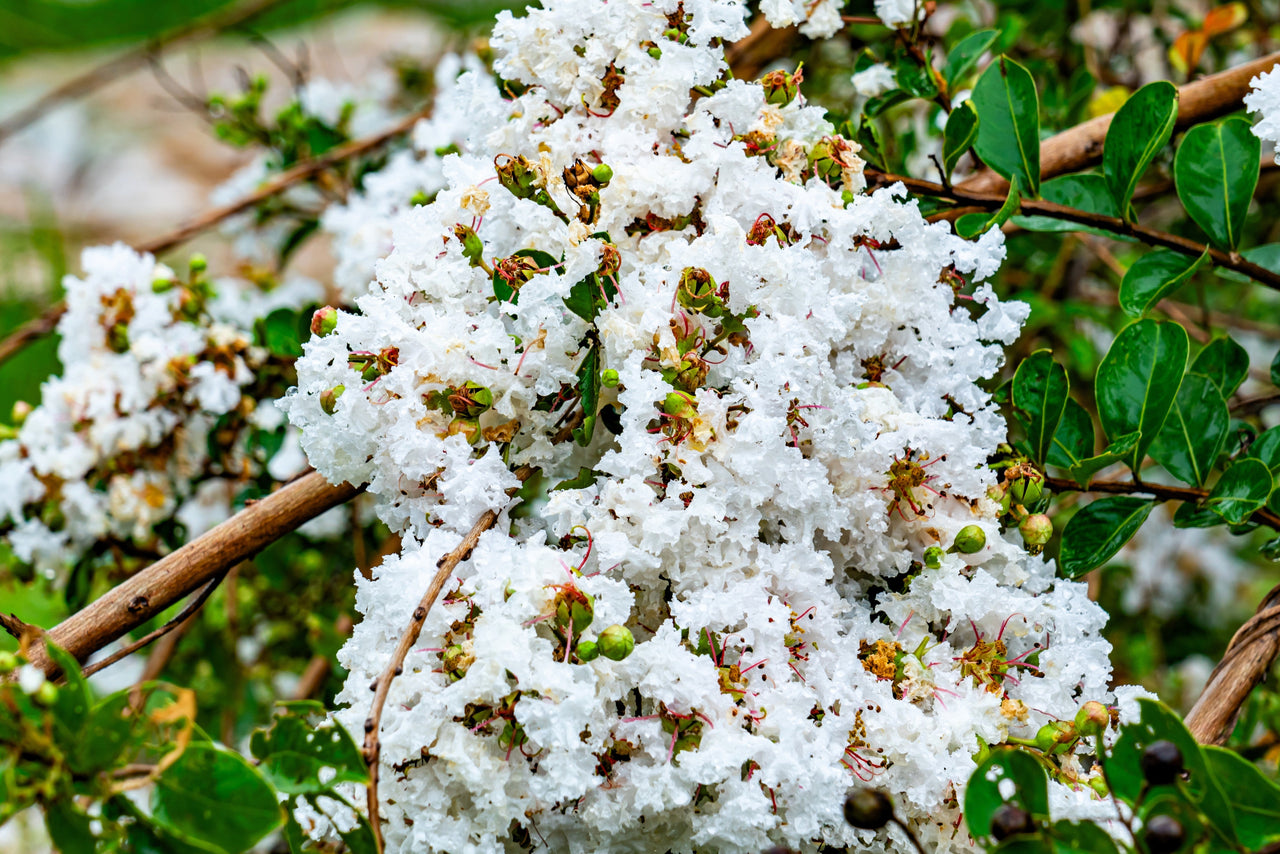 35 WHITE CREPE MYRTLE Lagerstroemia Indica Flowering Shrub Bush Small Tree Seeds