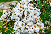 35 WHITE CREPE MYRTLE Lagerstroemia Indica Flowering Shrub Bush Small Tree Seeds