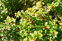 50 WINTERBERRY Holly Ilex Verticillata - Candian Holly / Fever Bush / Black Alder Tree Shrub Red Berry White Flower Seeds