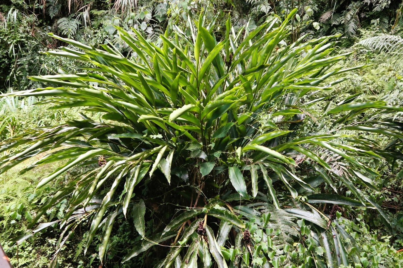 5 CARDAMON CARDAMOM Elettaria Cardamomum HERB Flower Shrub Tree Seeds