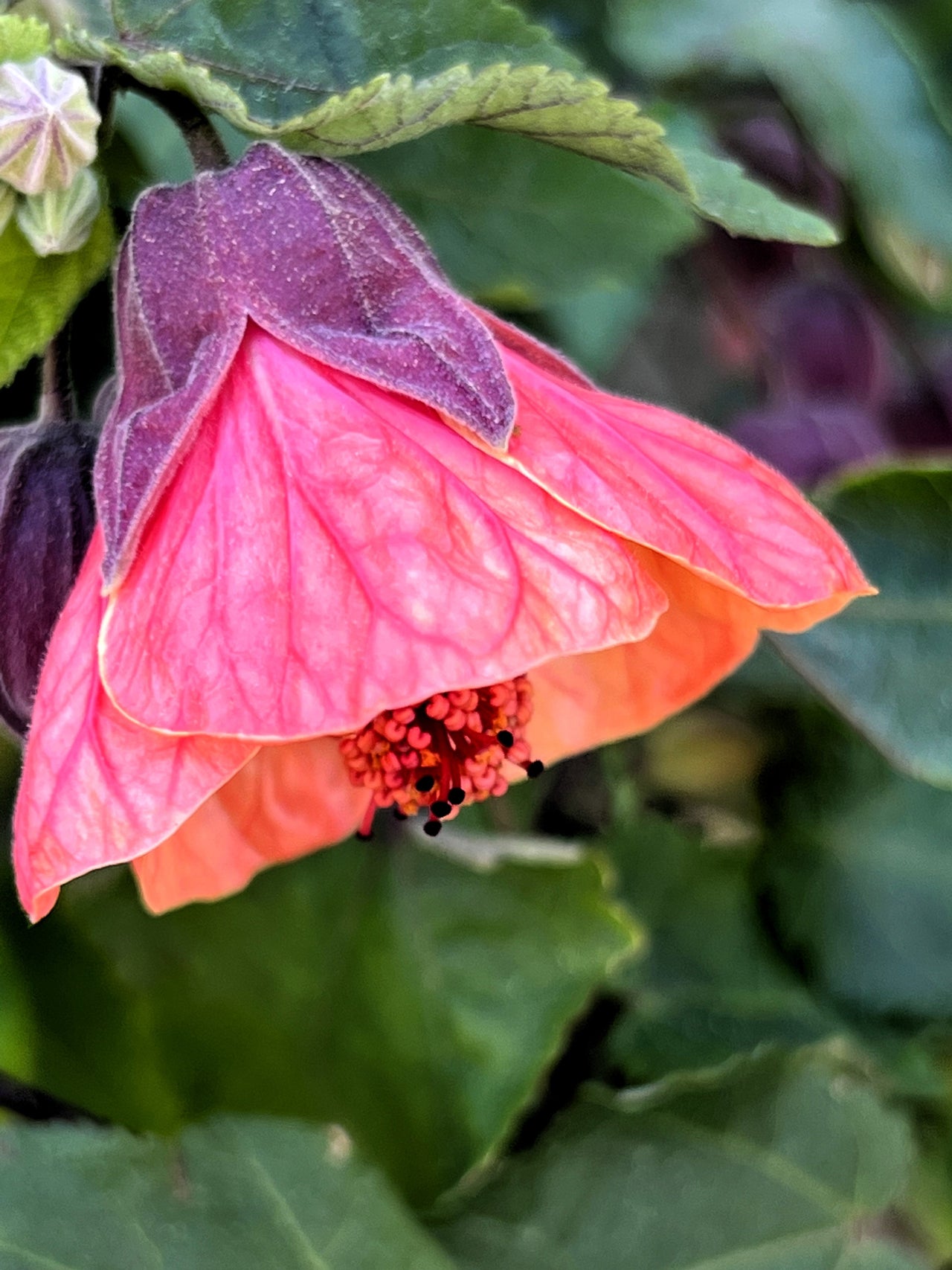 30 Mixed Colors FLOWERING MAPLE (Chinese Bell Flower) Abutilon Hybridum Shrub Bush Small Tree Seeds