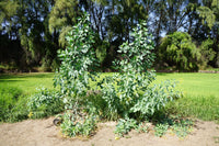 250 TREE TOBACCO Nicotiana Glauca Yellow Trumpet Flower Herb Shrub Seeds