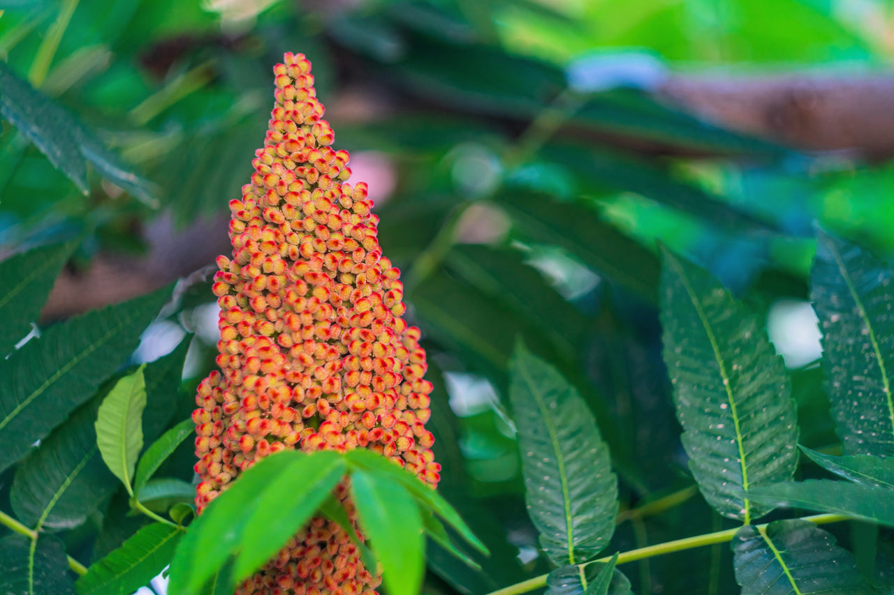 75 SMOOTH SUMAC TREE Red Berries Rhus Glabra Borealis Seeds