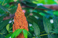 75 SMOOTH SUMAC TREE Red Berries Rhus Glabra Borealis Seeds