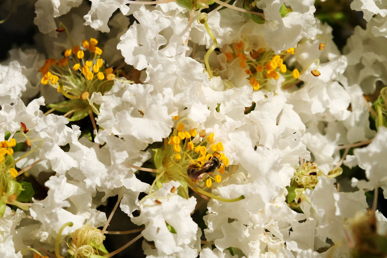 35 WHITE CREPE MYRTLE Lagerstroemia Indica Flowering Shrub Bush Small Tree Seeds