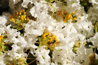 35 WHITE CREPE MYRTLE Lagerstroemia Indica Flowering Shrub Bush Small Tree Seeds