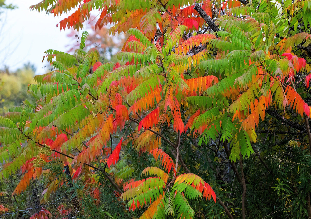 30 FLAMELEAF SUMAC TREE Shining Dwarf Winged Rhus Schmaltzia Copallina Seeds
