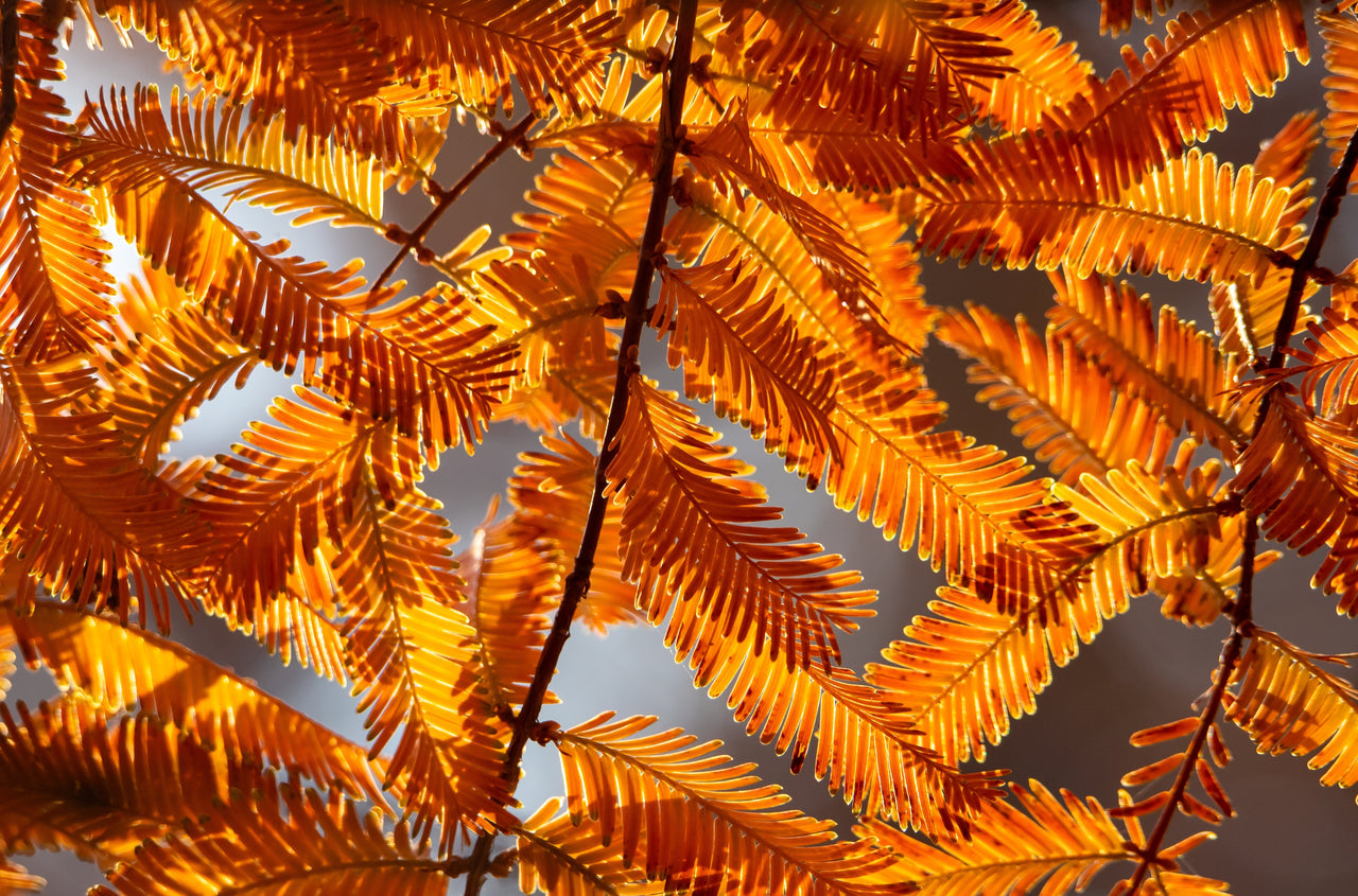 20 DAWN REDWOOD Tree Metasequoia Glyptostroboides Conifer Seeds