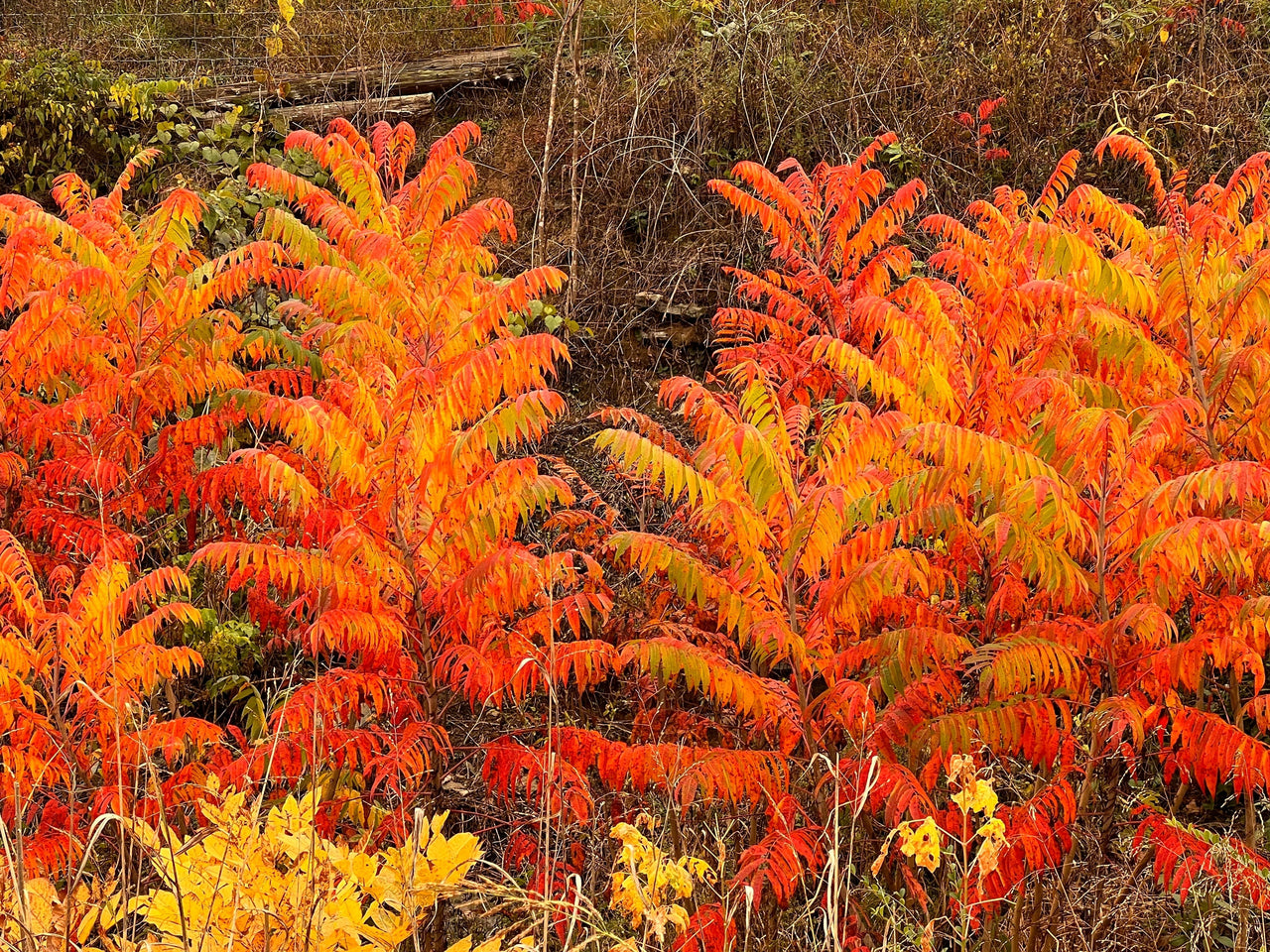 30 FLAMELEAF SUMAC TREE Shining Dwarf Winged Rhus Schmaltzia Copallina Seeds