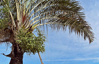 10 TRIANGLE PALM TREE Dypsis Decaryi Rare Tropical from Madagascar Seeds