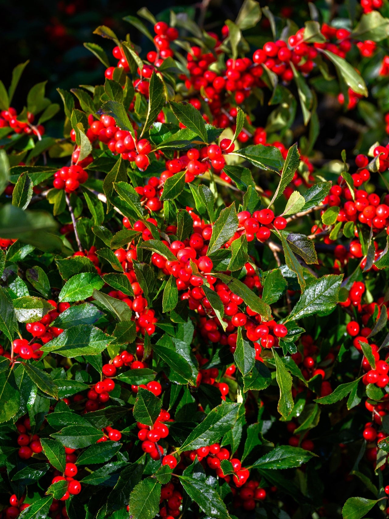 50 WINTERBERRY Holly Ilex Verticillata - Candian Holly / Fever Bush / Black Alder Tree Shrub Red Berry White Flower Seeds