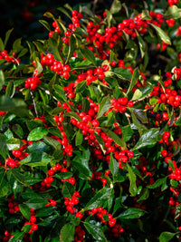 50 WINTERBERRY Holly Ilex Verticillata - Candian Holly / Fever Bush / Black Alder Tree Shrub Red Berry White Flower Seeds