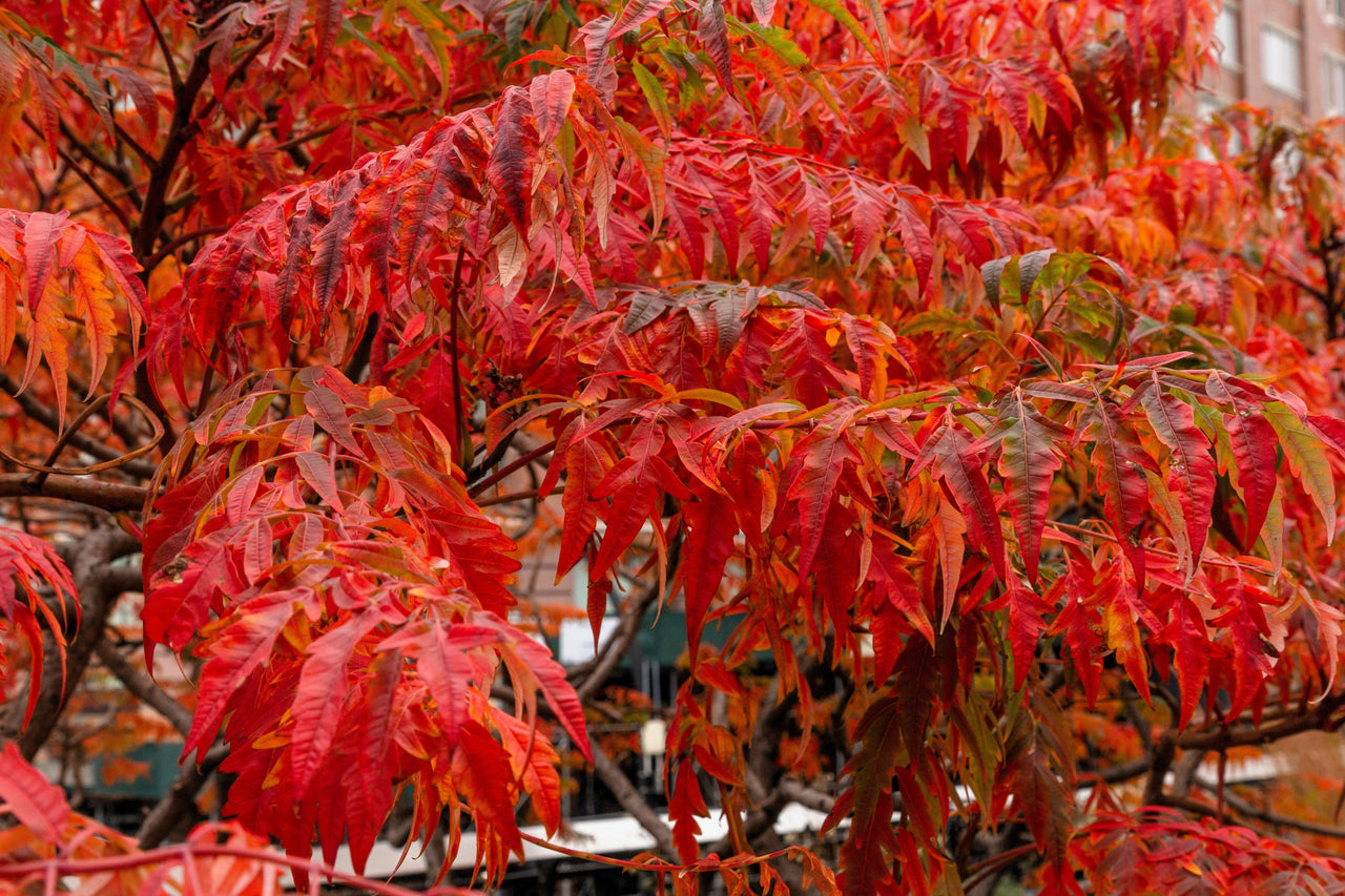 30 FLAMELEAF SUMAC TREE Shining Dwarf Winged Rhus Schmaltzia Copallina Seeds