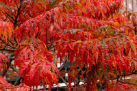 30 FLAMELEAF SUMAC TREE Shining Dwarf Winged Rhus Schmaltzia Copallina Seeds