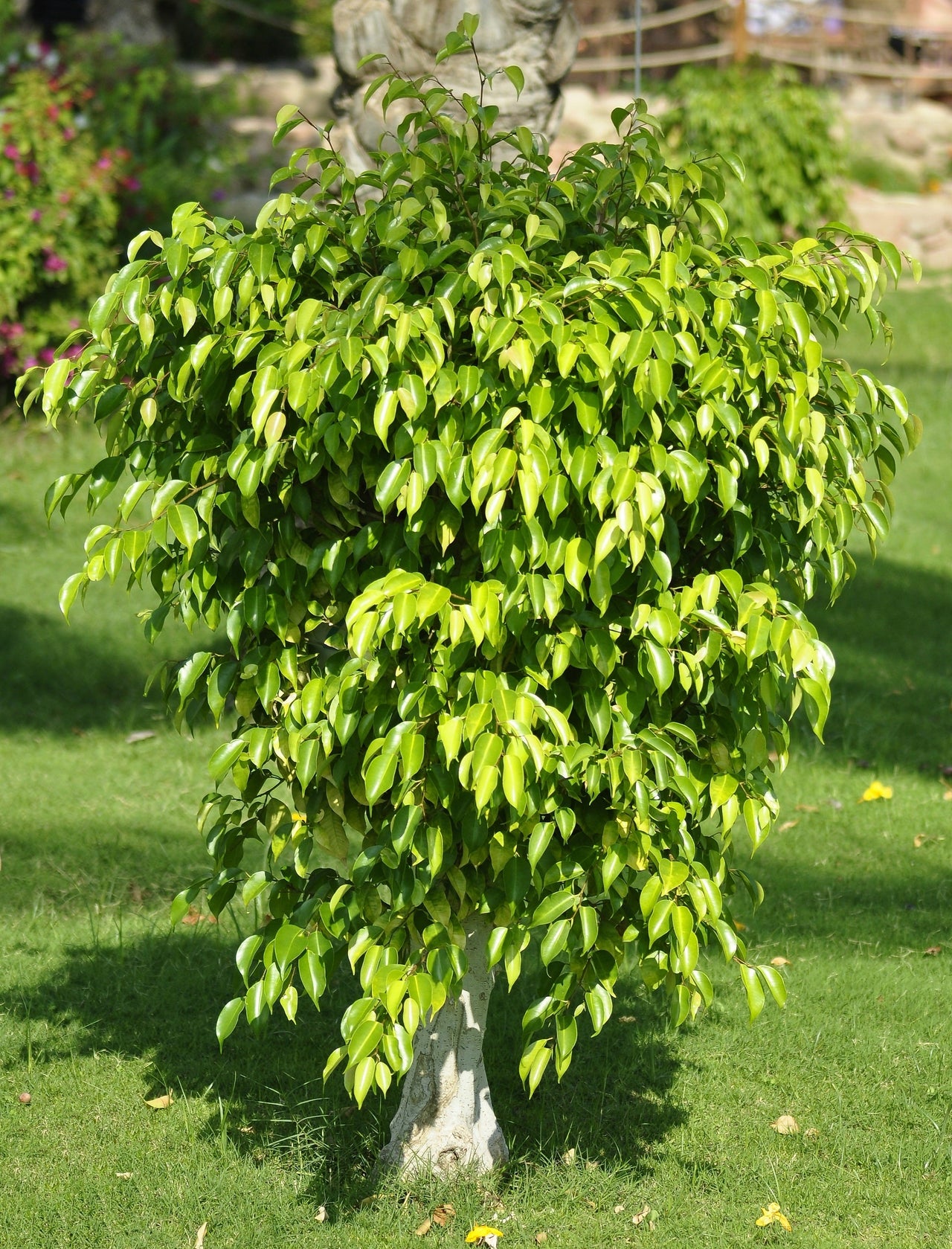 50 WEEPING FIG Ficus Benjamina Benjamin Indian Rubber Tree Houseplant Seeds