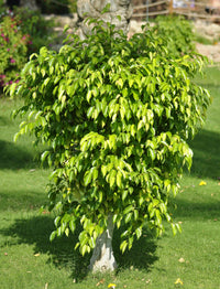 50 WEEPING FIG Ficus Benjamina Benjamin Indian Rubber Tree Houseplant Seeds