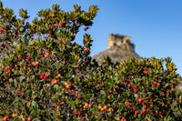 25 STRAWBERRY TREE Edible Red Berry Tree Arbutus Unedo Seeds Irish Killarney