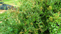 20 Common HENNA Mehandi Dye Plant Lawsonia Inermis Tattoo Flower Tree Seeds