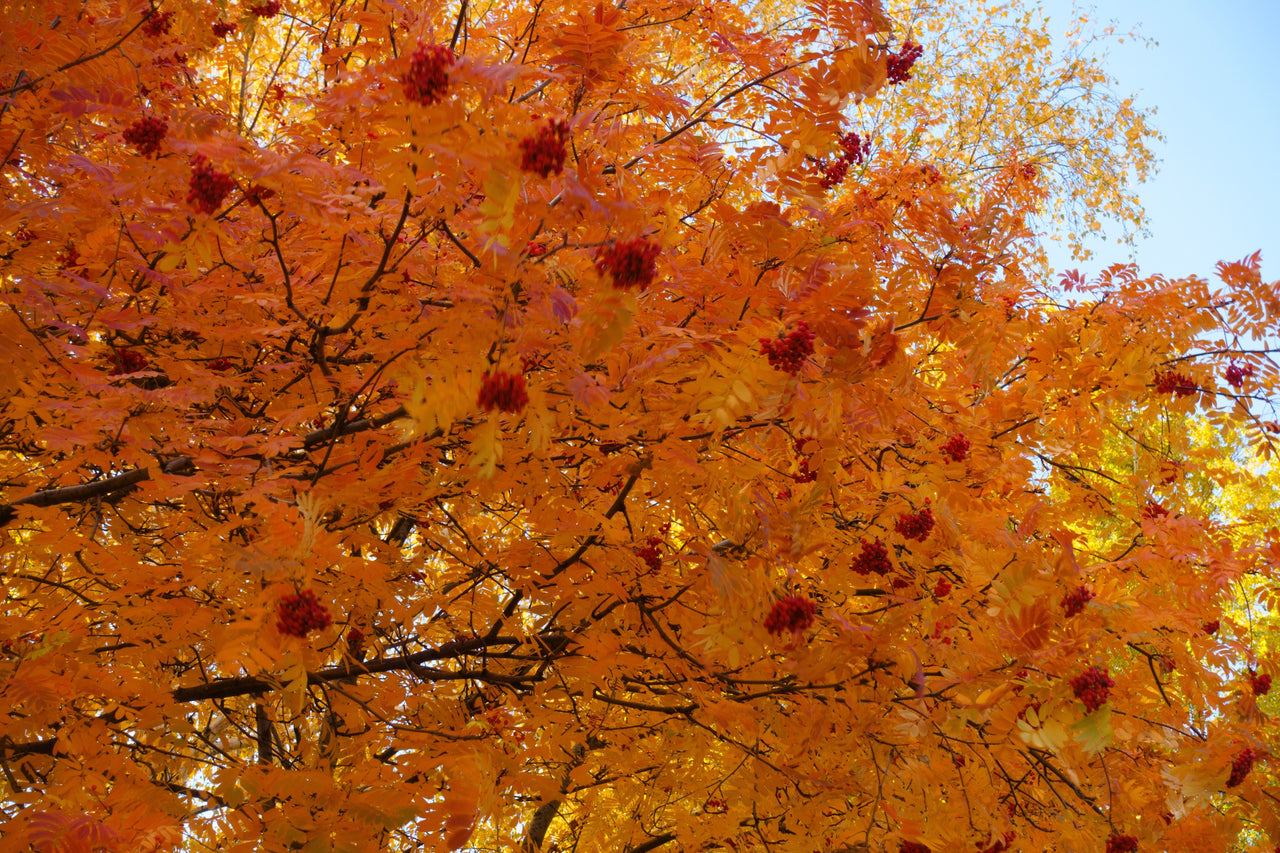 20 ASH TREE Mountain / Amur / Rowan - Sorbus Aucuparia Seeds
