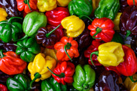 50 Mixed HOT HABANERO PEPPER Red Orange White Brown Mix Capsicum Chinense Seeds
