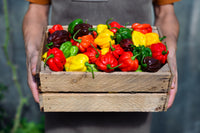 50 Mixed HOT HABANERO PEPPER Red Orange White Brown Mix Capsicum Chinense Seeds