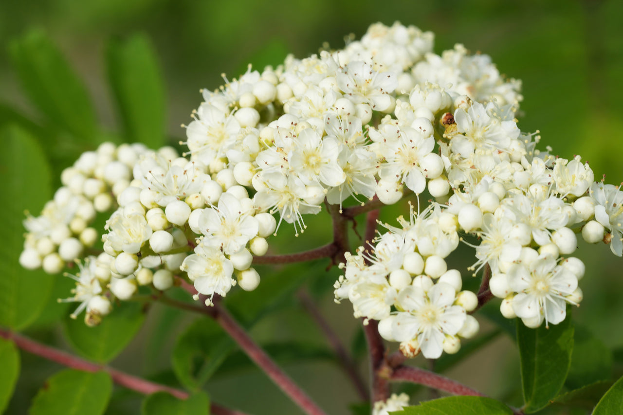 20 ASH TREE Mountain / Amur / Rowan - Sorbus Aucuparia Seeds