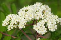 20 ASH TREE Mountain / Amur / Rowan - Sorbus Aucuparia Seeds