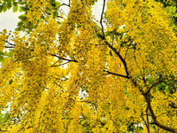 15 GOLDEN SHOWER TREE Gold Rush Yellow Cassia Fistula Flower Seeds