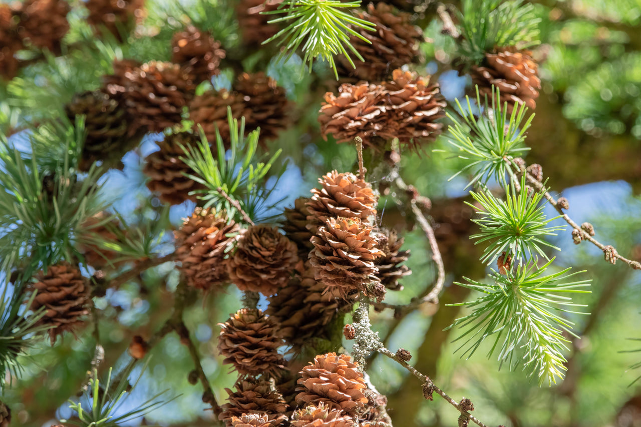 25 JAPANESE LARCH TREE Conifer Pine Cones Bonsai Larix Kaempferi Seeds