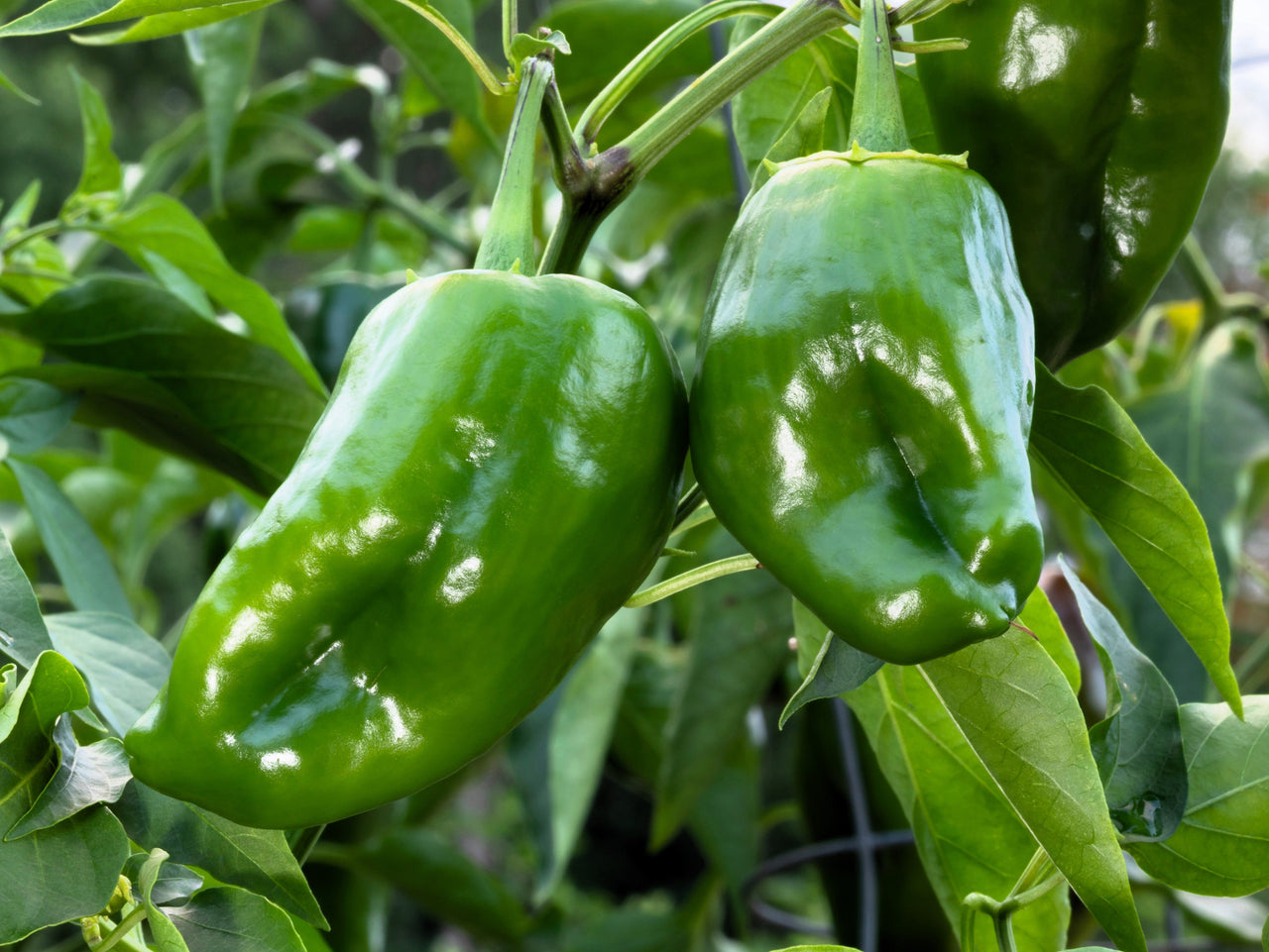 50 ANCHO POBLANO PEPPER Chili Pepper Capsicum Annuum Vegetable Seeds