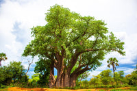 5 African BAOBAB TREE Adansonia Digitata Monkey Bread Judas Fruit Seeds