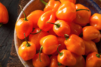 50 Hot ORANGE HABANERO PEPPER Capsicum Chinense Vegetable Seeds