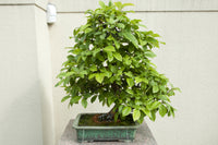 20 Chinese QUINCE FRUIT TREE Chaenomeles Sinensis Pseudocydonia Fruit Flower Seeds Thornless