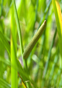 250 SWEET FLAG GRASS Wetland Pond Acorus Calamus Ornamental Seeds