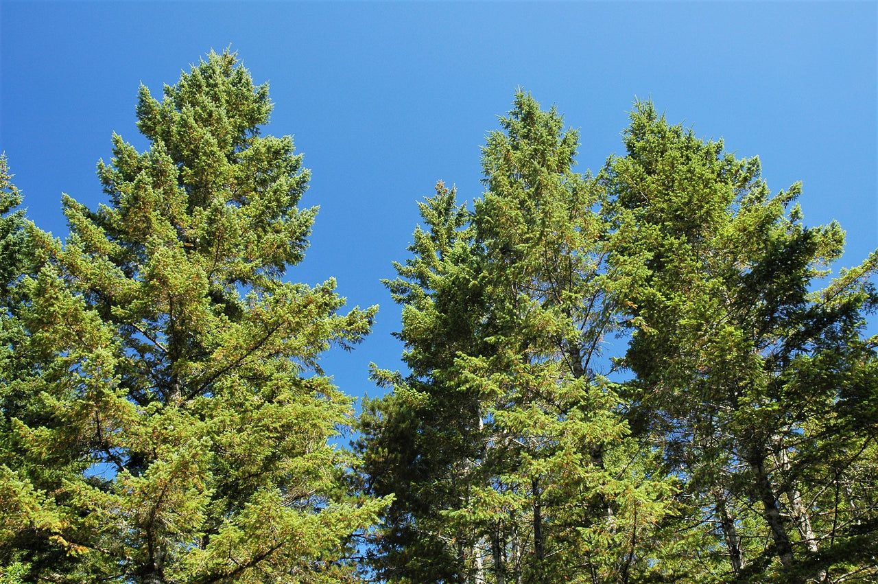 20 DOUGLAS FIR Tree Abies Pseudotsuga Menziesii Christmas Tree Blue Douglas Pine Spruce Native Evergreen Seeds