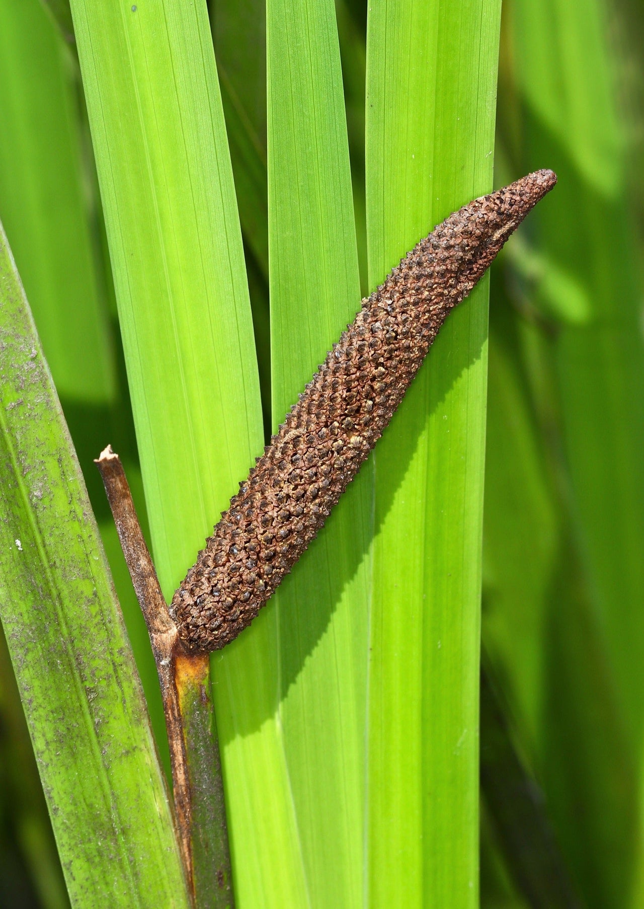 250 SWEET FLAG GRASS Wetland Pond Acorus Calamus Ornamental Seeds