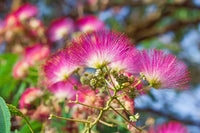 25 MIMOSA / Persian SILK TREE Albizia Julibrissin Seeds