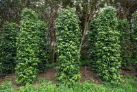 25 BLACK PEPPERCORN Black Pepper Piper Nigrum Spice Vine Seeds