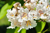 50 Flowering NORTHERN CATALPA Speciosa TREE Seeds (aka Western Catalpa or Catawba / Indian Cigar / Fish-Bait)